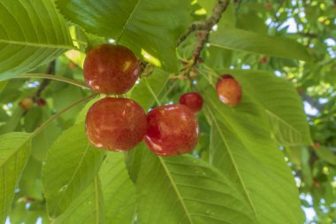 Organik tarım. Kiraz meyvesi yazın en lezzetli meyvelerinden biridir..