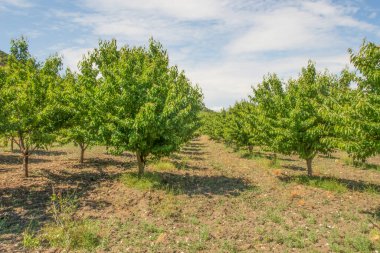 Organik tarım. Kiraz meyvesi yazın en lezzetli meyvelerinden biridir..