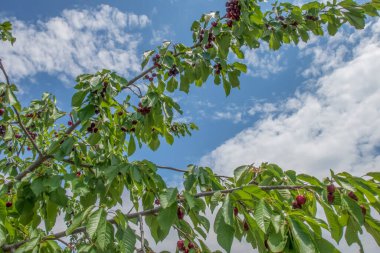 Organik tarım. Kiraz meyvesi yazın en lezzetli meyvelerinden biridir..