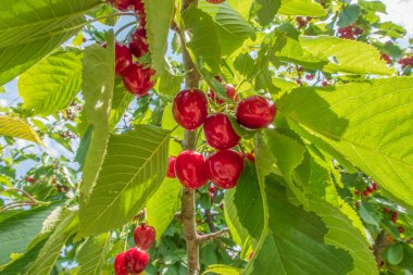 Organik tarım. Kiraz meyvesi yazın en lezzetli meyvelerinden biridir..