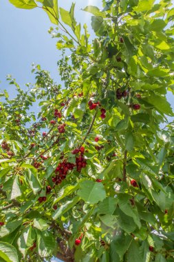 Organik tarım. Kiraz meyvesi yazın en lezzetli meyvelerinden biridir..