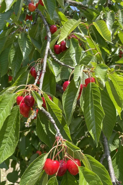 有機農業 桜の果実は夏の最もおいしい果物の一つです — ストック写真