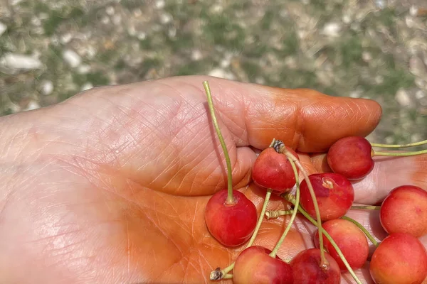 Organic farming. Cherry fruit is one of the most delicious fruits of summer.