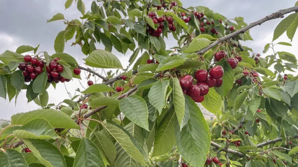 Agricultura Ecológica Fruta Cereza Una Las Frutas Más Deliciosas Del — Foto de Stock