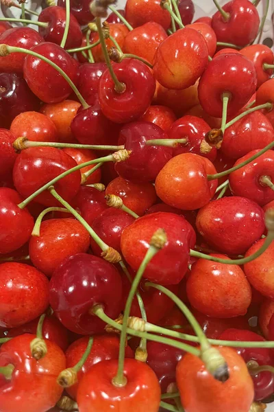 Biologischer Landbau Kirschfrucht Ist Eine Der Köstlichsten Früchte Des Sommers — Stockfoto