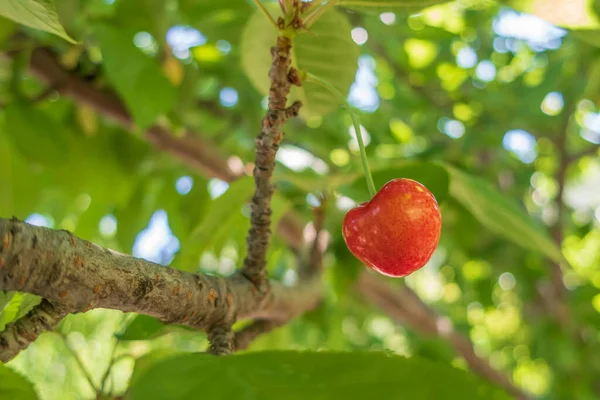 Biologische Landbouw Kersenfruit Een Van Heerlijkste Vruchten Van Zomer — Stockfoto