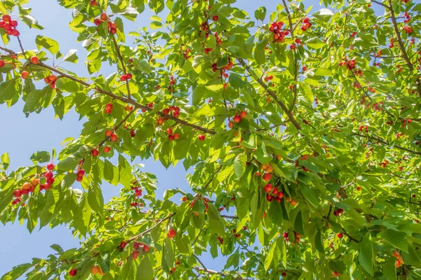 Agricultura Biológica Cereja Uma Das Frutas Mais Deliciosas Verão — Fotografia de Stock