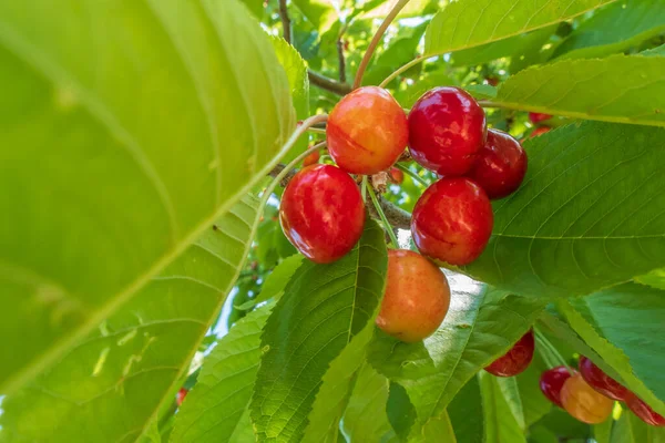 有機農業 桜の果実は夏の最もおいしい果物の一つです — ストック写真