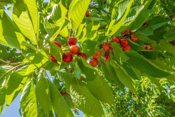 有機農業 桜の果実は夏の最もおいしい果物の一つです — ストック写真