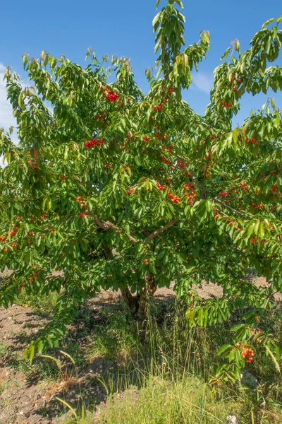 Organik Tarım Kiraz Meyvesi Yazın Lezzetli Meyvelerinden Biridir — Stok fotoğraf