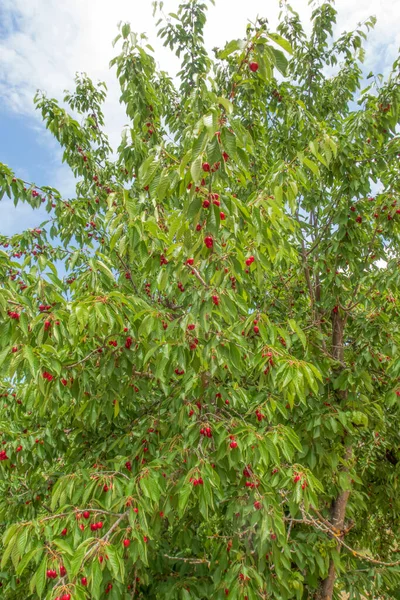 有機農業 桜の果実は夏の最もおいしい果物の一つです — ストック写真