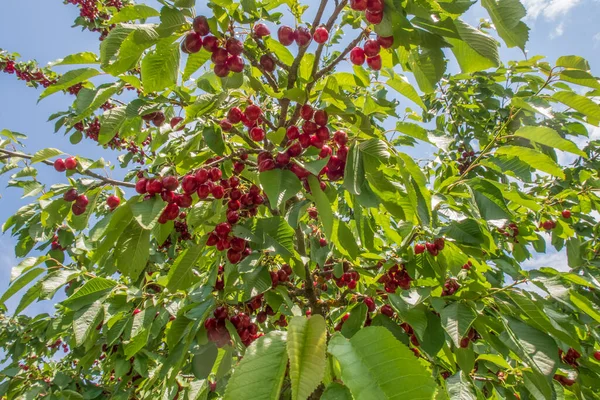 有機農業 桜の果実は夏の最もおいしい果物の一つです — ストック写真