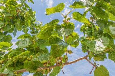 Organik tarım. Dut ağaçları ve olgun dut meyveleri.