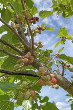 Organik tarım. Dut ağaçları ve olgun dut meyveleri.