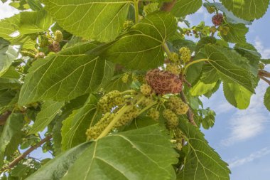 Organik tarım. Dut ağaçları ve olgun dut meyveleri.
