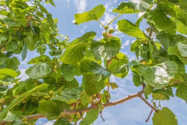 Organik tarım. Dut ağaçları ve olgun dut meyveleri.