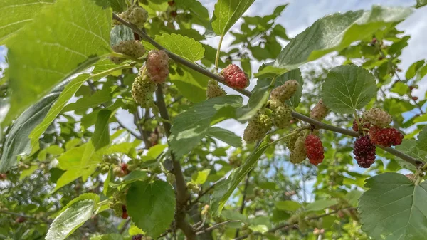 Agricultura Biológica Amoreiras Frutos Silvestres Maduros Natureza — Fotografia de Stock