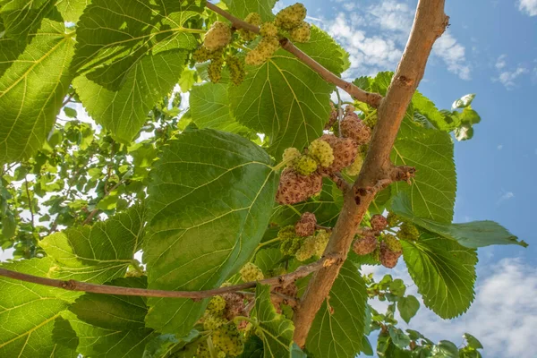 Biologischer Landbau Maulbeerbäume Und Reife Maulbeerfrüchte Der Natur — Stockfoto
