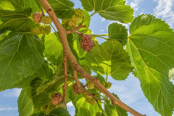 Organic farming. Mulberry trees and ripe mulberry fruits in nature