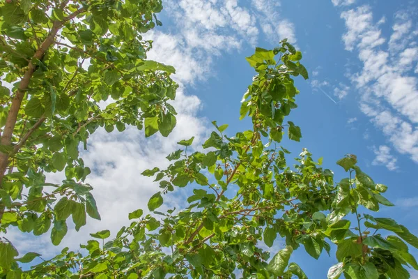 Organik tarım. Dut ağaçları ve olgun dut meyveleri.