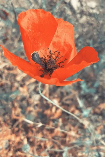 Flor Papoula Vermelha Campo — Fotografia de Stock