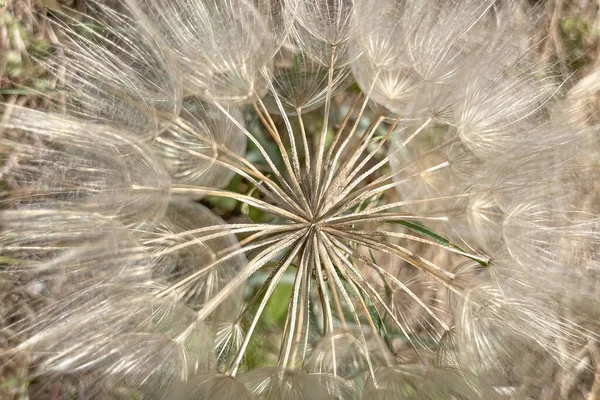 Nahaufnahme Von Löwenzahnsamen Der Natur — Stockfoto