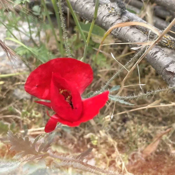 Czerwony Mak Kwiat Polu — Zdjęcie stockowe