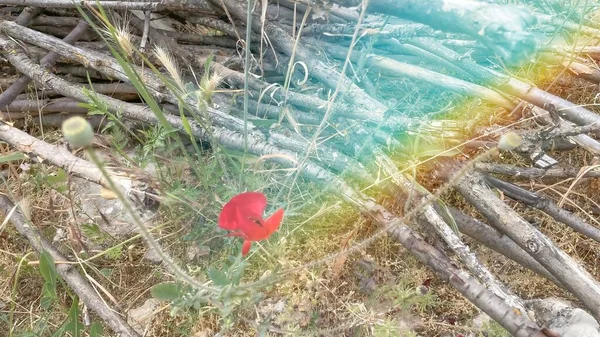 Tarlada Kırmızı Gelincik Çiçeği — Stok fotoğraf
