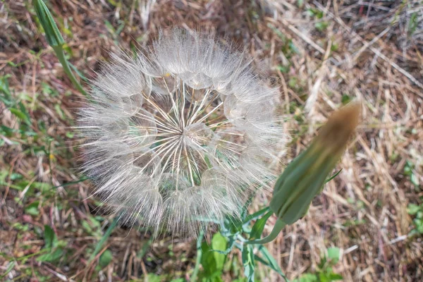 Nahaufnahme Von Löwenzahnsamen Der Natur — Stockfoto