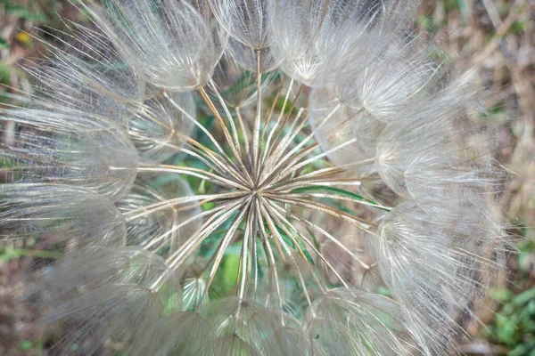 Nahaufnahme Von Löwenzahnsamen Der Natur — Stockfoto