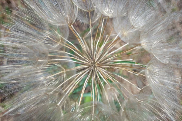 自然の中でタンポポの種の閉鎖 — ストック写真