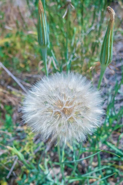 Nahaufnahme Von Löwenzahnsamen Der Natur — Stockfoto