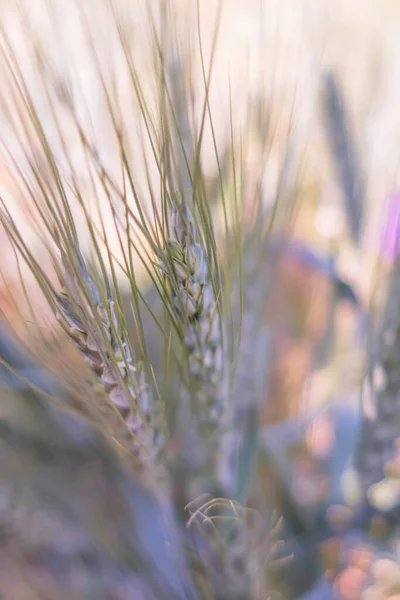 Органічне Землеробство Пшениця Жито Посадка Шип Зерна Полі — стокове фото