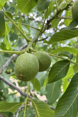 Doğada yeşil yapraklı ağaçta yakın plan çiğ ceviz.