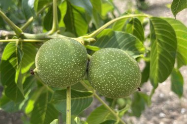 Doğada yeşil yapraklı ağaçta yakın plan çiğ ceviz.