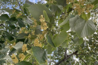 Organik tarım. Doğada ıhlamur ağacı ve çiçekler