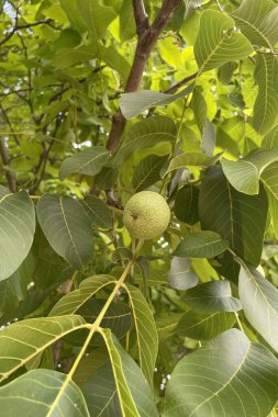 Doğada yeşil yapraklı ağaçta yakın plan çiğ ceviz.