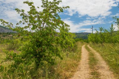 Organik tarım. Doğadaki kirazlar ağaç dalları üzerinde