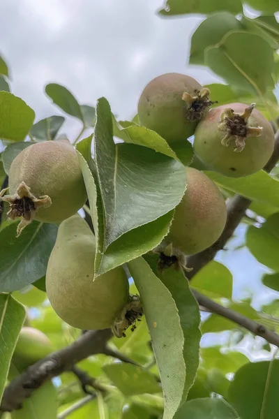 有機農業 自然の中に緑の葉を持つ木の上のクローズアップ生梨 — ストック写真