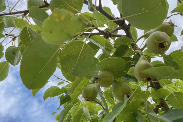 Organic farming. Close-up raw pears on tree with green leaves in nature