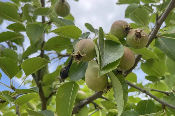 Organik tarım. Doğada yeşil yaprakları olan ağaçtaki çiğ armutlar.