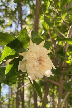 Yakın plan nar ağacı ve yeşil yapraklı nar çiçekleri.