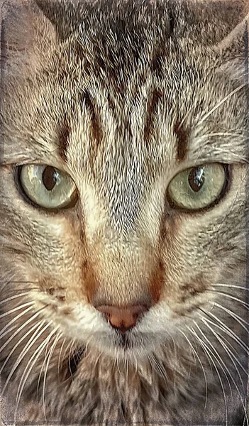 Zbliżenie Portret Kotek Tabby Przyrodzie — Zdjęcie stockowe