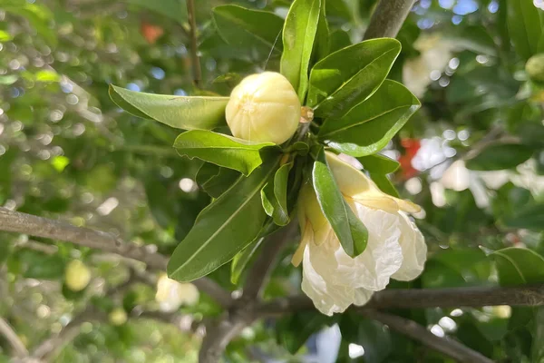 close-up pomegranate tree and pomegranate flowers with green leaves