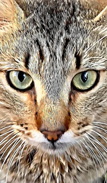 Close Retrato Gato Tabby Natureza — Fotografia de Stock