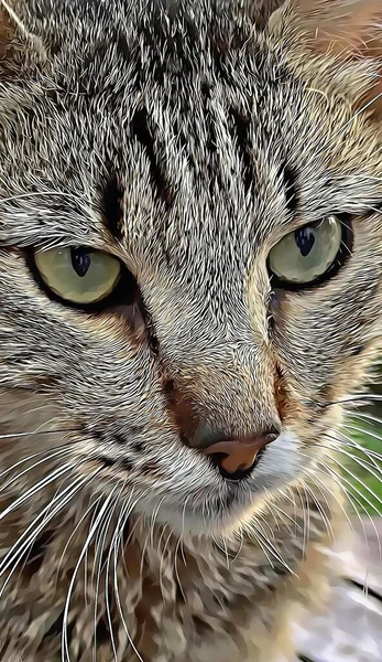 Nahaufnahme Porträt Einer Gestromten Katze Der Natur — Stockfoto