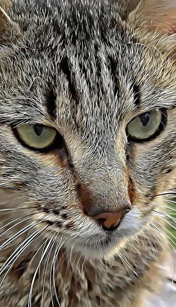 Portrait Gros Plan Chat Tabby Dans Nature — Photo