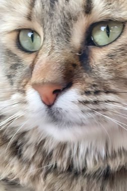 Doğadaki tekir kedi portresini kapat