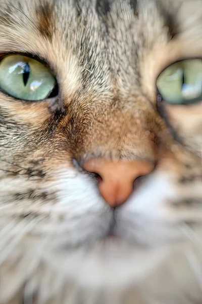 Primer Plano Gato Retrato Naturaleza — Foto de Stock