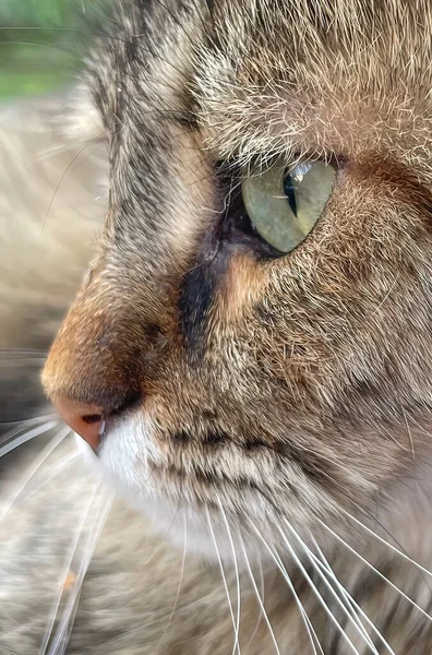 Κλείστε Tabby Πορτρέτο Γάτα Στη Φύση — Φωτογραφία Αρχείου